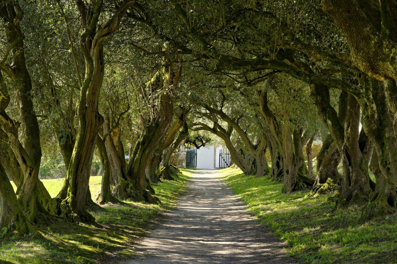 Camino entre olivos con luz suave